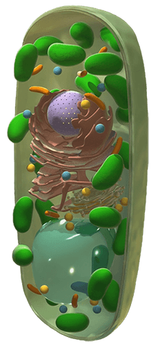 Animeret biologi til undervisning