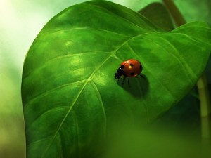Animeret biologi til undervisning